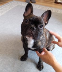 刈谷市 フレンチブルドッグ 出張トレーニング 犬のしつけ 問題行動の改善 愛知県 ドッグスルーム