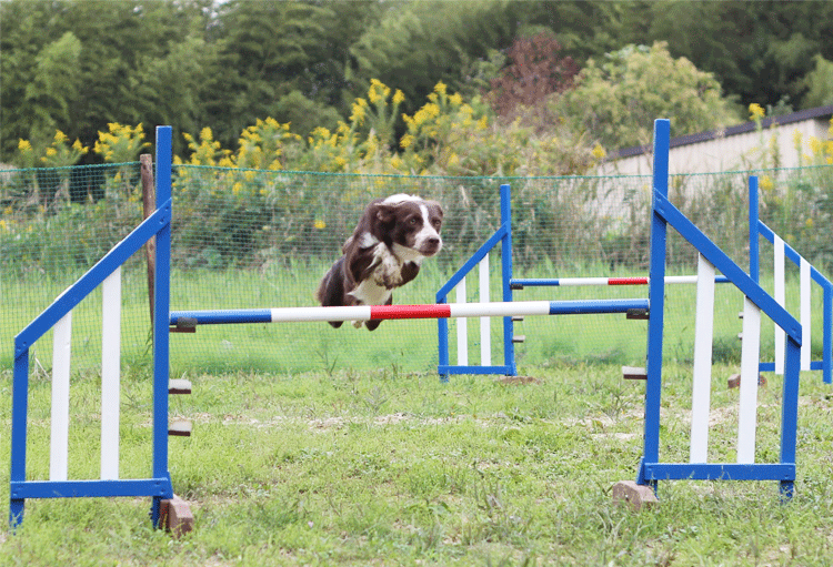 犬のしつけ 問題行動の改善 愛知県 ドッグスルーム